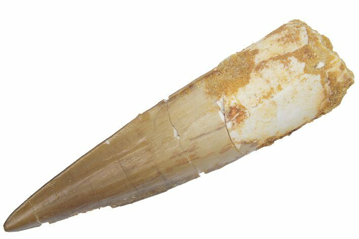 Fossil Spinosaurus Tooth - Real Dinosaur Tooth #222537